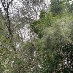 Allocasuarina littoralis at Long Beach, NSW - 12 Jan 2023