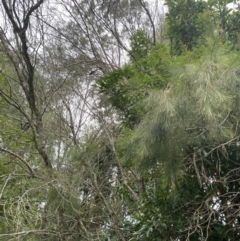 Allocasuarina littoralis at Long Beach, NSW - 12 Jan 2023 07:00 PM