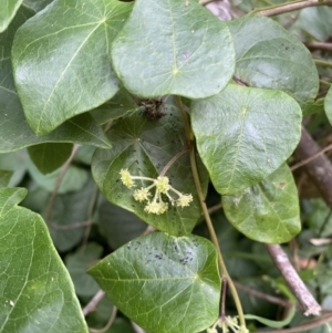 Stephania japonica var. discolor at Long Beach, NSW - 12 Jan 2023