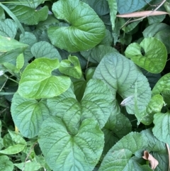 Viola odorata at Long Beach, NSW - 12 Jan 2023