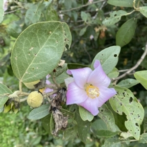 Lagunaria patersonia at Long Beach, NSW - 12 Jan 2023