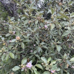 Lagunaria patersonia at Long Beach, NSW - 12 Jan 2023