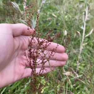 Rumex acetosella at Long Beach, NSW - 12 Jan 2023 06:56 PM