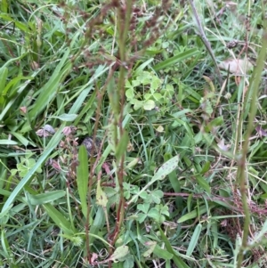 Rumex acetosella at Long Beach, NSW - 12 Jan 2023 06:56 PM