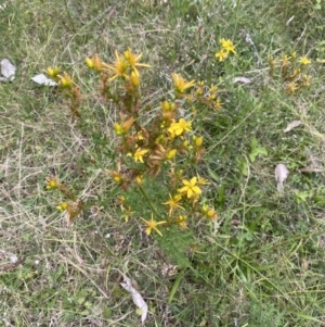 Hypericum perforatum at Long Beach, NSW - 12 Jan 2023