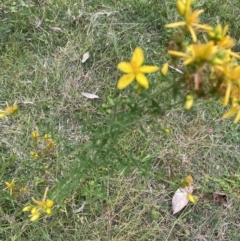 Hypericum perforatum at Long Beach, NSW - 12 Jan 2023 06:56 PM