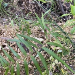 Geitonoplesium cymosum (Climbing Lily) at Long Beach, NSW - 12 Jan 2023 by natureguy
