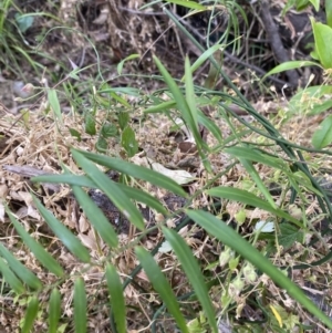 Geitonoplesium cymosum at Long Beach, NSW - 12 Jan 2023