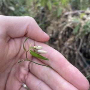 Geitonoplesium cymosum at Long Beach, NSW - 12 Jan 2023