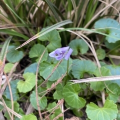 Viola hederacea at Long Beach, NSW - 12 Jan 2023