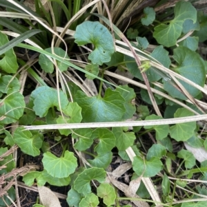 Viola hederacea at Long Beach, NSW - 12 Jan 2023