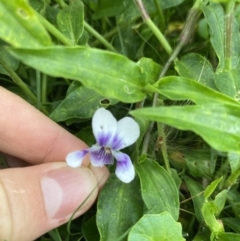 Viola hederacea at Long Beach, NSW - 12 Jan 2023