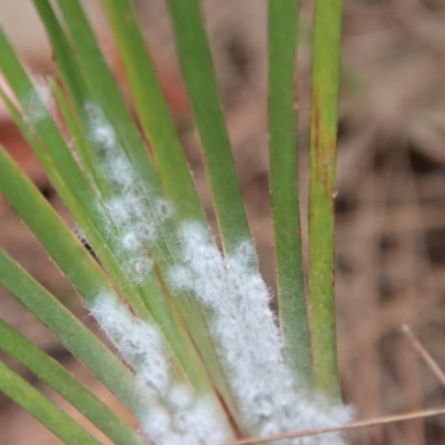 Unidentified Fungus at Broulee Moruya Nature Observation Area - 11 Jan 2023 by LisaH