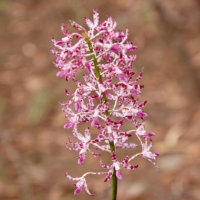 Dipodium punctatum (Blotched Hyacinth Orchid) at Moruya, NSW - 12 Jan 2023 by LisaH