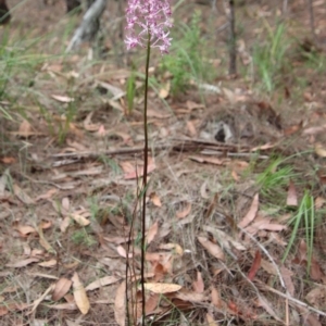 Dipodium punctatum at Moruya, NSW - 12 Jan 2023