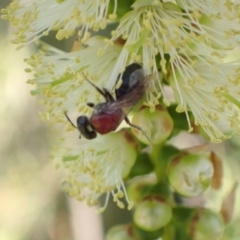 Euryglossa ephippiata (Saddleback Euryglossine Bee) at Murrumbateman, NSW - 12 Jan 2023 by SimoneC
