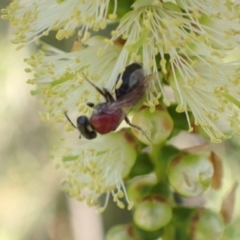 Euryglossa ephippiata (Saddleback Euryglossine Bee) at Murrumbateman, NSW - 12 Jan 2023 by SimoneC