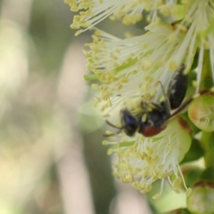 Euryglossa ephippiata at Murrumbateman, NSW - 12 Jan 2023