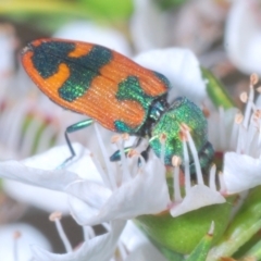 Castiarina hilaris (A jewel beetle) at Lower Cotter Catchment - 10 Jan 2023 by Harrisi