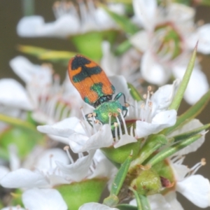 Castiarina hilaris at Cotter River, ACT - 10 Jan 2023