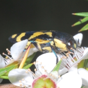 Castiarina octospilota at Cotter River, ACT - 10 Jan 2023