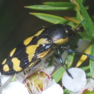 Castiarina octospilota at Cotter River, ACT - 10 Jan 2023