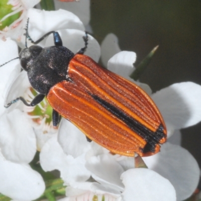 Castiarina erythroptera (Lycid Mimic Jewel Beetle) at Namadgi National Park - 10 Jan 2023 by Harrisi