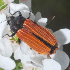 Castiarina erythroptera (Lycid Mimic Jewel Beetle) at Cotter River, ACT - 10 Jan 2023 by Harrisi