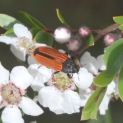 Castiarina erythroptera at Cotter River, ACT - 10 Jan 2023 04:39 PM