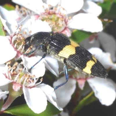 Castiarina bifasciata (Jewel beetle) at Namadgi National Park - 10 Jan 2023 by Harrisi