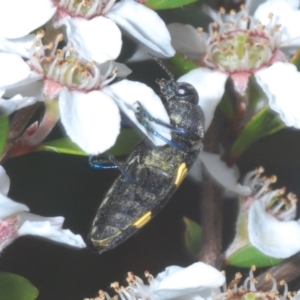 Castiarina bifasciata at Cotter River, ACT - 10 Jan 2023