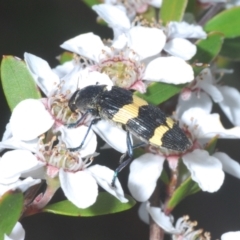 Castiarina bifasciata at Cotter River, ACT - 10 Jan 2023