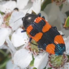 Castiarina thomsoni (A jewel beetle) at Lower Cotter Catchment - 10 Jan 2023 by Harrisi