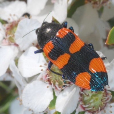 Castiarina thomsoni (A jewel beetle) at Lower Cotter Catchment - 10 Jan 2023 by Harrisi
