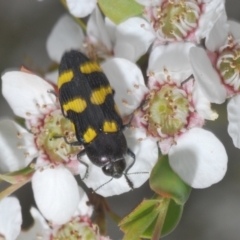 Castiarina australasiae (A jewel beetle) at Namadgi National Park - 10 Jan 2023 by Harrisi