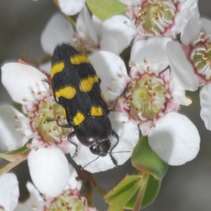 Castiarina australasiae at Cotter River, ACT - 10 Jan 2023