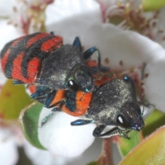 Castiarina kershawi (A jewel beetle) at Namadgi National Park - 10 Jan 2023 by Harrisi