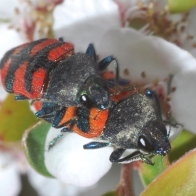 Castiarina kershawi (A jewel beetle) at Namadgi National Park - 10 Jan 2023 by Harrisi