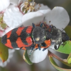 Castiarina kershawi at Cotter River, ACT - 10 Jan 2023 04:23 PM