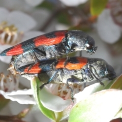 Castiarina kershawi at Cotter River, ACT - 10 Jan 2023