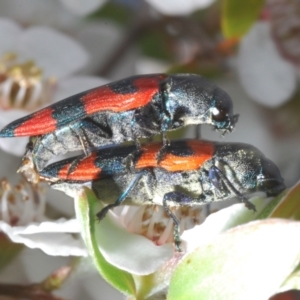 Castiarina kershawi at Cotter River, ACT - 10 Jan 2023