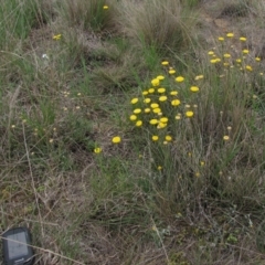 Rutidosis leiolepis (Monaro Golden Daisy) at Dry Plain, NSW - 17 Nov 2018 by AndyRoo