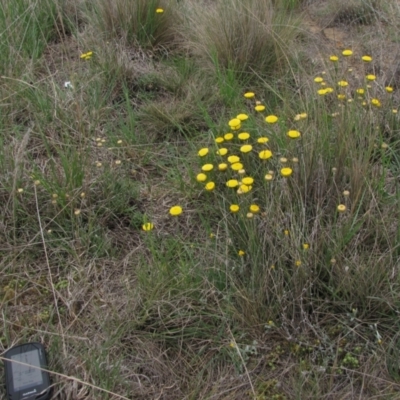 Rutidosis leiolepis (Monaro Golden Daisy) at Dry Plain, NSW - 17 Nov 2018 by AndyRoo