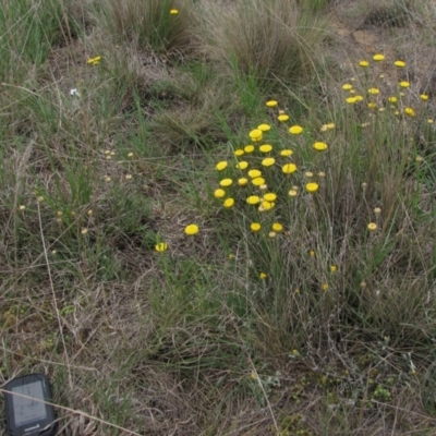 Rutidosis leiolepis (Monaro Golden Daisy) at Dry Plain, NSW - 16 Nov 2018 by AndyRoo