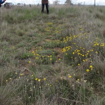 Rutidosis leiolepis (Monaro Golden Daisy) at Dry Plain, NSW - 17 Nov 2018 by AndyRoo