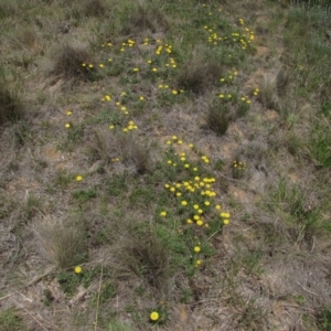 Rutidosis leiolepis at Dry Plain, NSW - 17 Nov 2018 10:43 AM