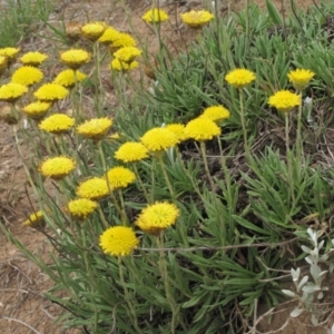 Rutidosis leiolepis at Adaminaby, NSW - 17 Nov 2018