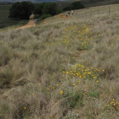 Rutidosis leiolepis (Monaro Golden Daisy) at Adaminaby, NSW - 17 Nov 2018 by AndyRoo