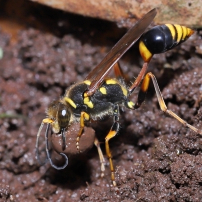 Unidentified Sand or digger wasp (Crabronidae or Sphecidae) at Wellington Point, QLD - 8 Jan 2023 by TimL