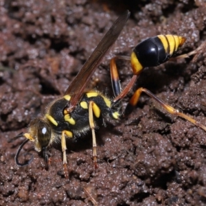 Sceliphron formosum at Wellington Point, QLD - suppressed